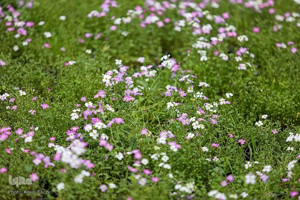 جلوه بهار در باغ ارم شیراز‎‎