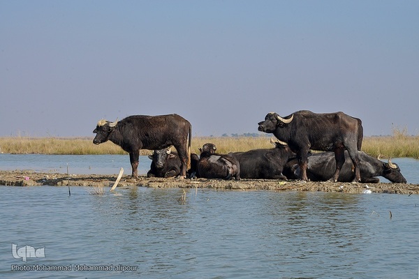 پیوند آب و آسمان در تالاب شادگان