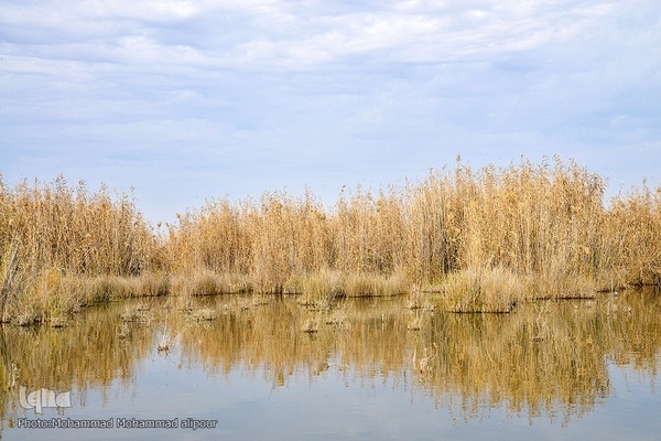 پیوند آب و آسمان در تالاب شادگان