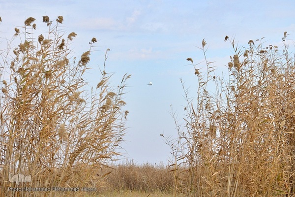 پیوند آب و آسمان در تالاب شادگان