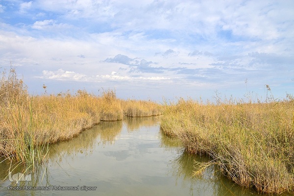 پیوند آب و آسمان در تالاب شادگان