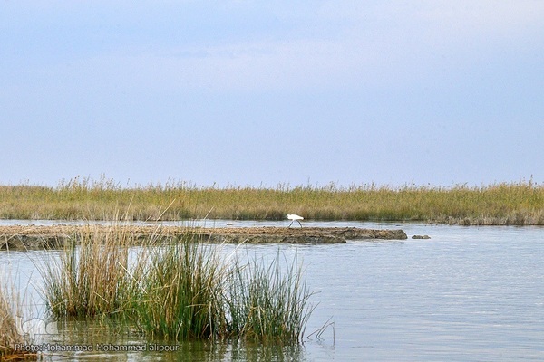 پیوند آب و آسمان در تالاب شادگان