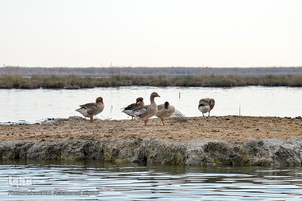 پیوند آب و آسمان در تالاب شادگان