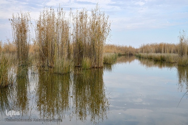 پیوند آب و آسمان در تالاب شادگان