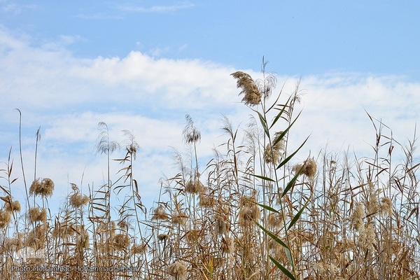 پیوند آب و آسمان در تالاب شادگان