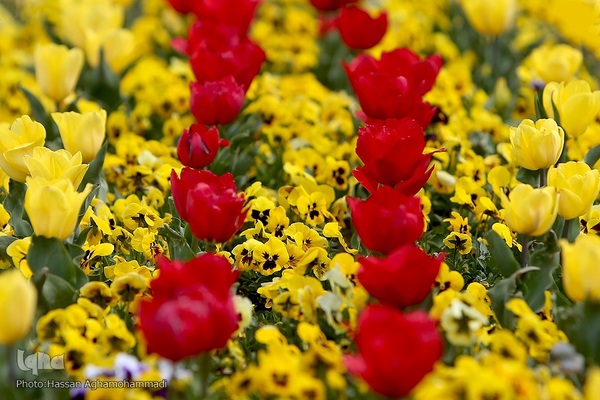 برج آزادی میزبان مسافران نوروزی