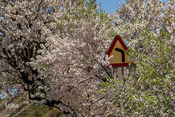 سامان شهر شکوفه های بهاری