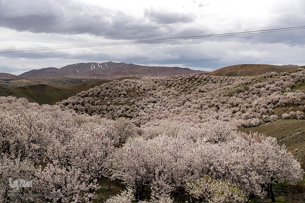 سامان شهر شکوفه های بهاری