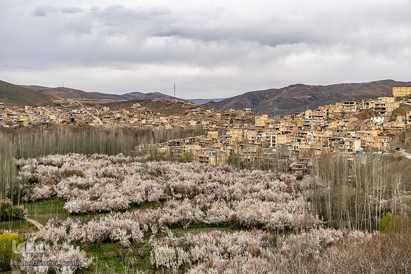 سامان شهر شکوفه های بهاری