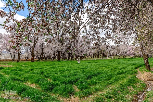 سامان شهر شکوفه های بهاری