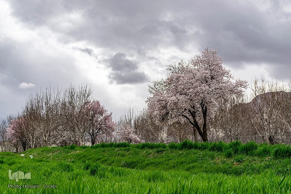 سامان شهر شکوفه های بهاری