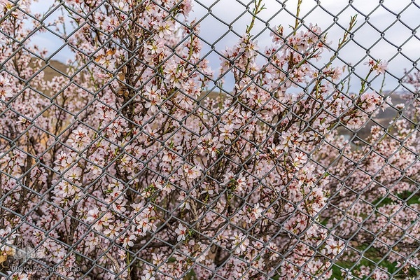 سامان شهر شکوفه های بهاری