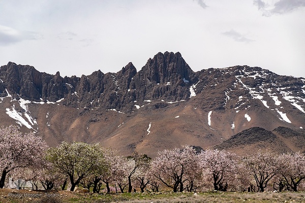 سامان شهر شکوفه های بهاری