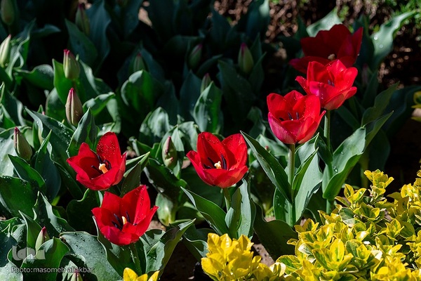 نهمین جشنواره لاله کرج