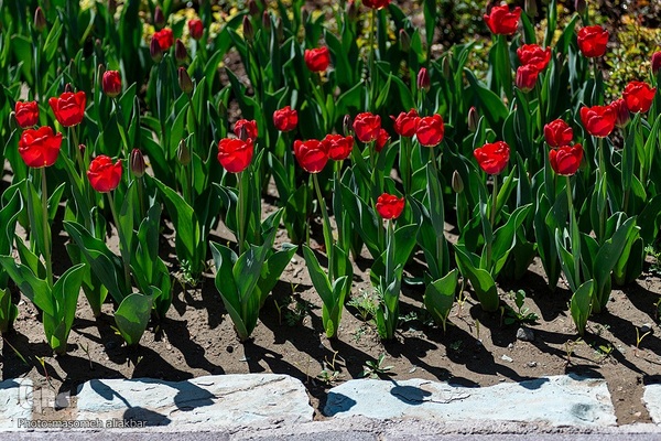 نهمین جشنواره لاله کرج
