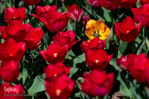 نهمین جشنواره لاله کرج