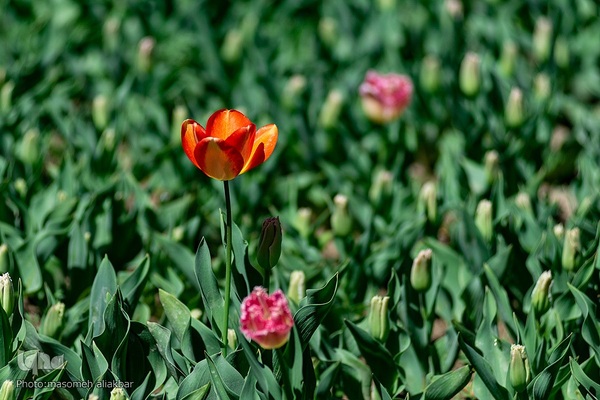 نهمین جشنواره لاله کرج