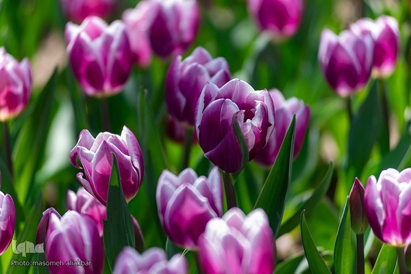 نهمین جشنواره لاله کرج