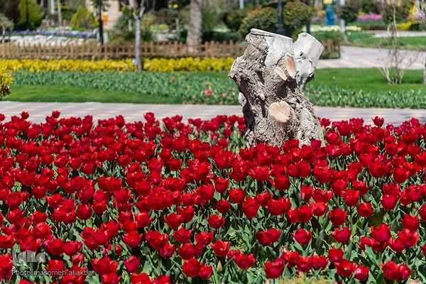 نهمین جشنواره لاله کرج