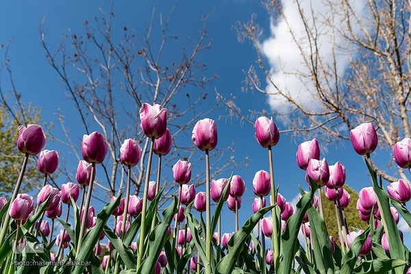 نهمین جشنواره لاله کرج