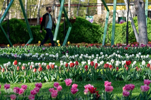 نهمین جشنواره لاله کرج