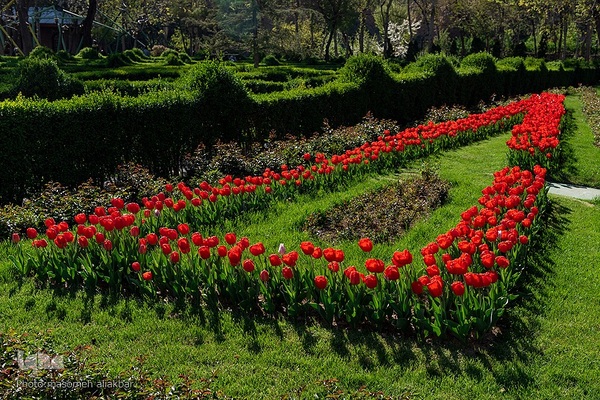 نهمین جشنواره لاله کرج