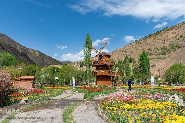 جشنواره لاله‎های آسارا‎