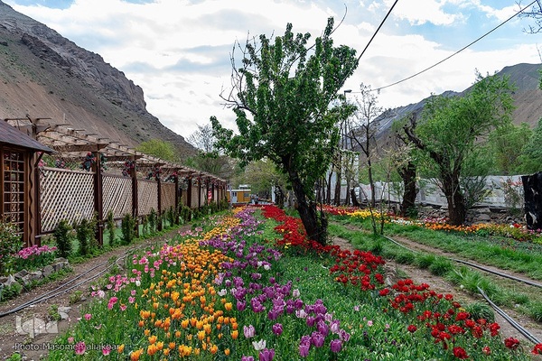 جشنواره لاله‎های آسارا‎