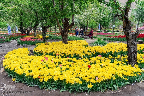 جشنواره لاله‎های آسارا‎