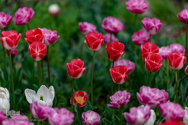 جشنواره لاله‎های آسارا‎