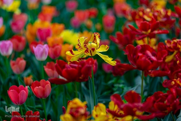 جشنواره لاله‎های آسارا‎