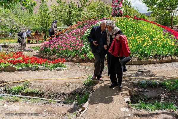 جشنواره لاله‎های آسارا‎