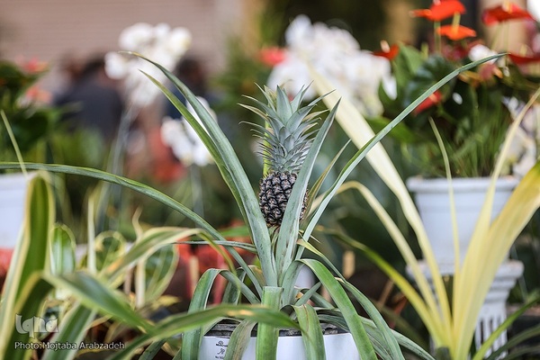 افتتاح نمایشگاه بین‌المللی گل و گیاه