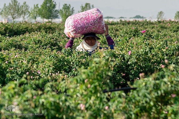برداشت گل محمدی از مزارع ساوجبلاغ استان البرز