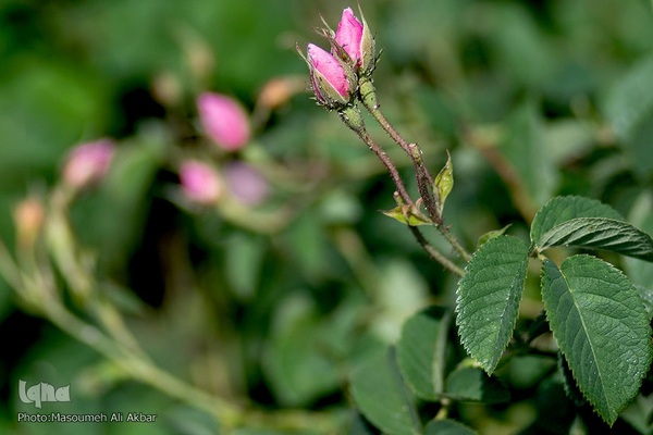 برداشت گل محمدی از مزارع ساوجبلاغ استان البرز