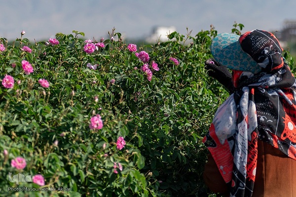 برداشت گل محمدی از مزارع ساوجبلاغ استان البرز