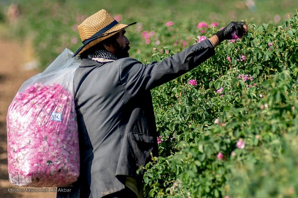 برداشت گل محمدی از مزارع ساوجبلاغ استان البرز