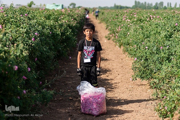 برداشت گل محمدی از مزارع ساوجبلاغ استان البرز