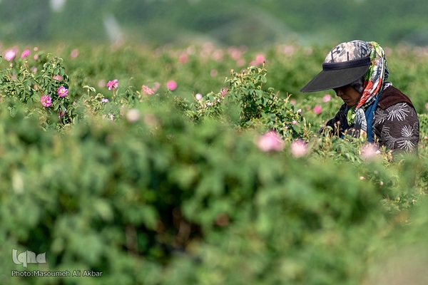 برداشت گل محمدی از مزارع ساوجبلاغ استان البرز