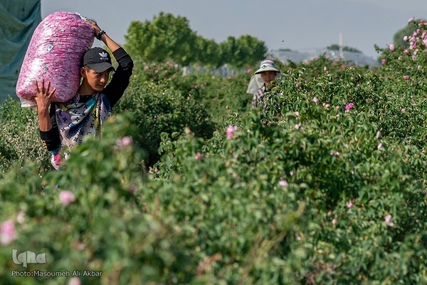 برداشت گل محمدی از مزارع ساوجبلاغ استان البرز