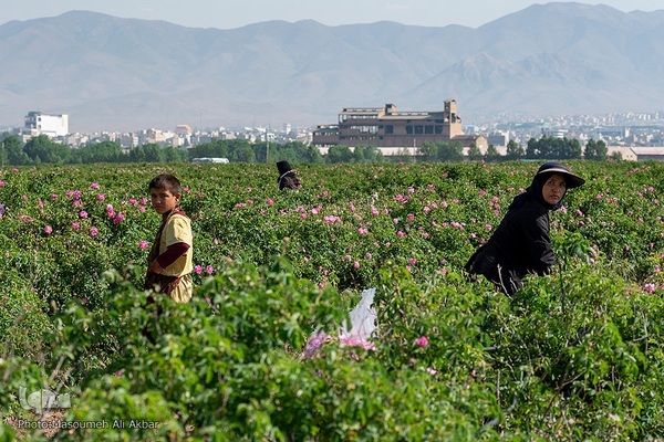 برداشت گل محمدی از مزارع ساوجبلاغ استان البرز
