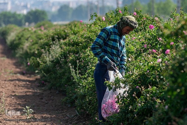برداشت گل محمدی از مزارع ساوجبلاغ استان البرز
