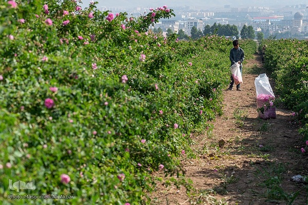 برداشت گل محمدی از مزارع ساوجبلاغ استان البرز