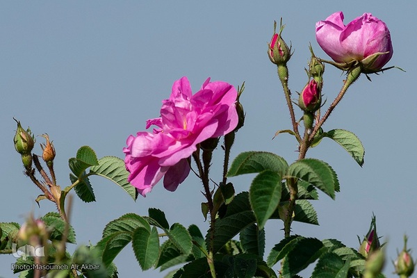 برداشت گل محمدی از مزارع ساوجبلاغ استان البرز