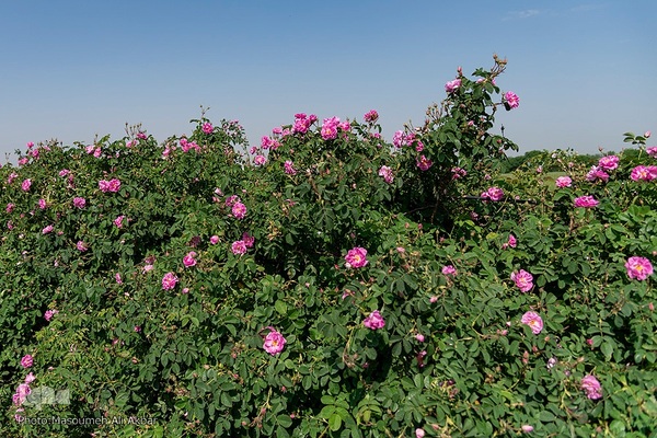 برداشت گل محمدی از مزارع ساوجبلاغ استان البرز