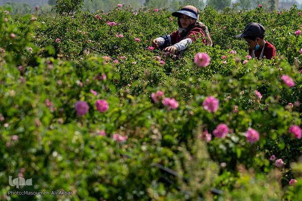 برداشت گل محمدی از مزارع ساوجبلاغ استان البرز