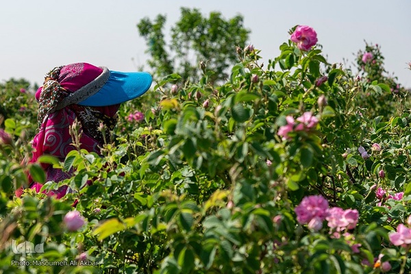 برداشت گل محمدی از مزارع ساوجبلاغ استان البرز