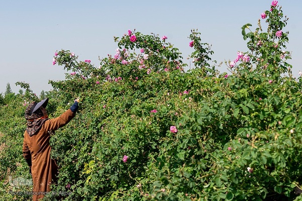 برداشت گل محمدی از مزارع ساوجبلاغ استان البرز