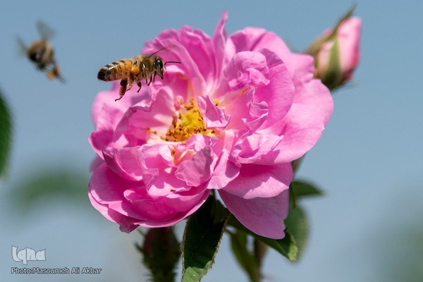 برداشت گل محمدی از مزارع ساوجبلاغ استان البرز