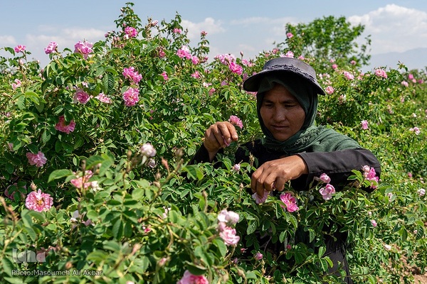 برداشت گل محمدی از مزارع ساوجبلاغ استان البرز
